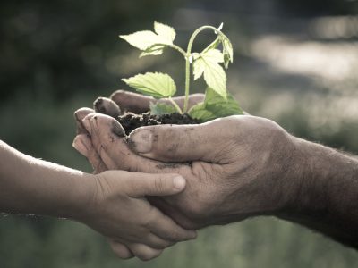 Hands of elderly man and baby holding a young plant against a natural background in spring. Ecology concept